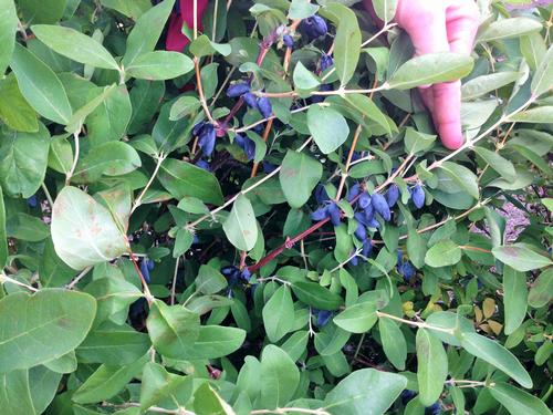 the elongated blue haskaps still on the bush